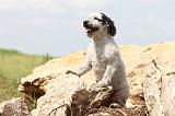 PERRO DE AGUA 136